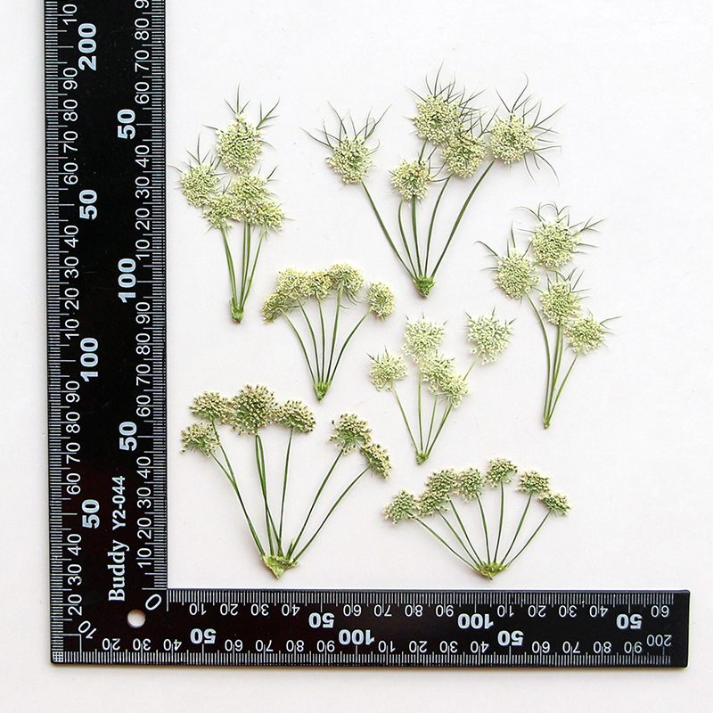 Dried Flower Bookmark - Прессованные сухие цветы ами виснага (цветы-жемчужины)