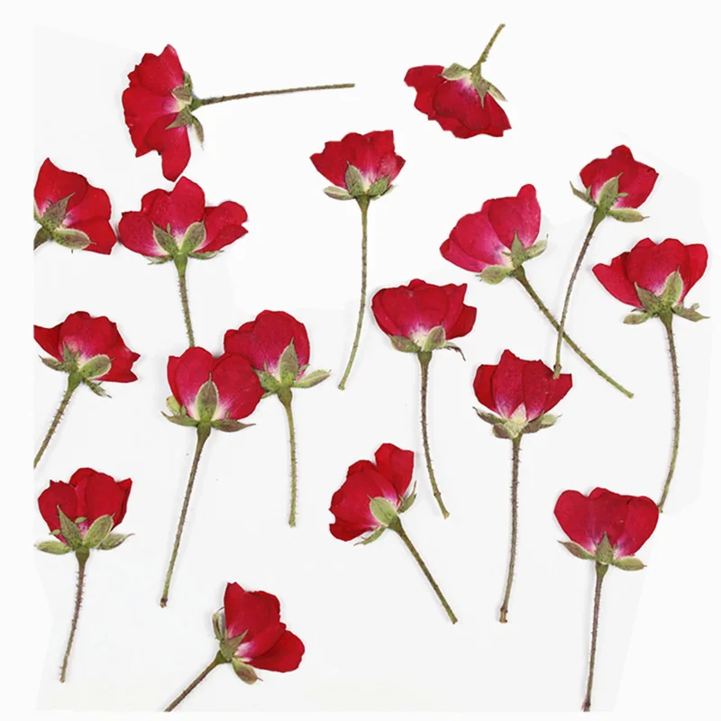 60 шт., сухие боковые прессова – обзор и цена Dried Flower Bookmark