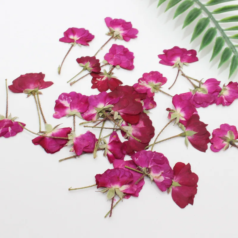 60 шт., сухие боковые прессова – обзор и цена Dried Flower Bookmark
