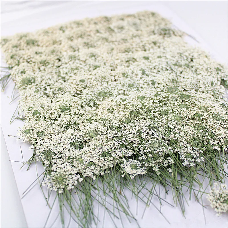 100 шт., прессованные белые кр – обзор и цена Dried Flower Bookmark