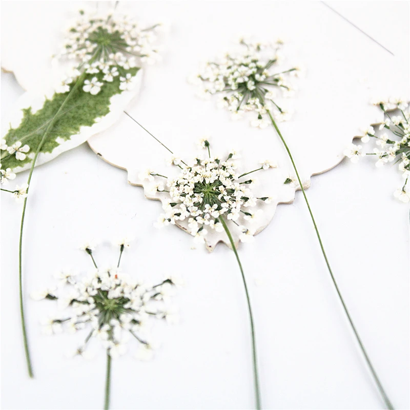 100 шт., прессованные белые кр – обзор и цена Dried Flower Bookmark