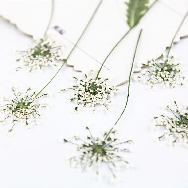 100 шт., прессованные белые кр – обзор и цена Dried Flower Bookmark
