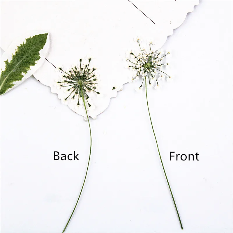 100 шт., прессованные белые кр – обзор и цена Dried Flower Bookmark