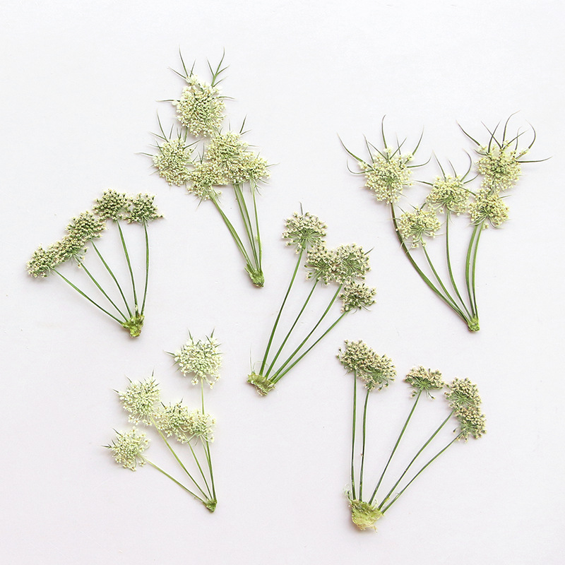 Прессованные сухие цветы ами в – обзор и цена Dried Flower Bookmark